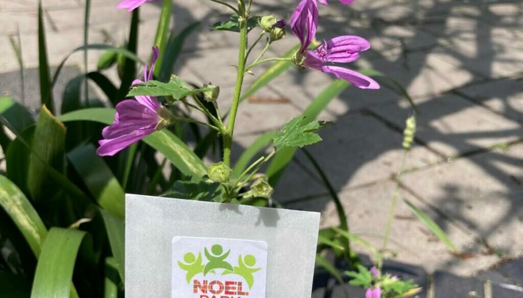 wildflower seeds giveaway news